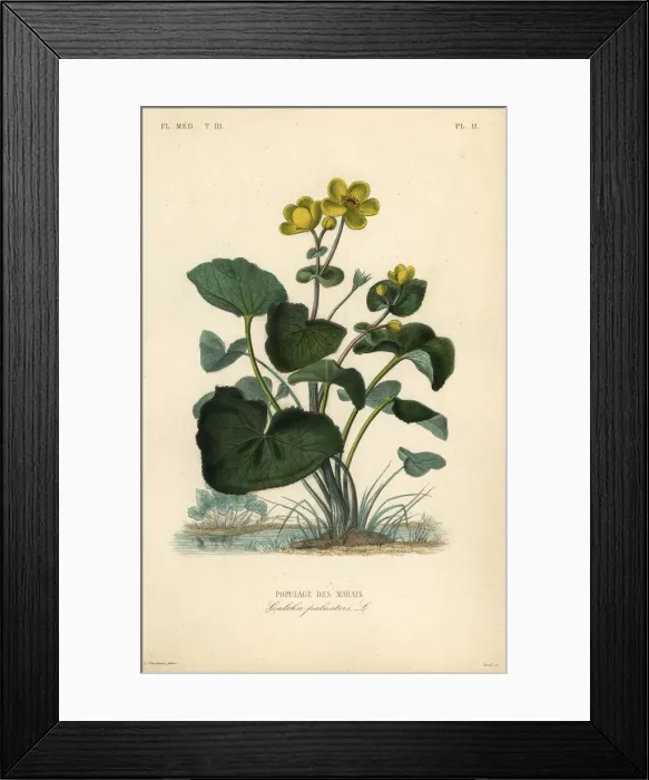 Framed Print : Marsh marigold or kingcup, Caltha palustris Framed Print : Marsh marigold or kingcup, Caltha palustris