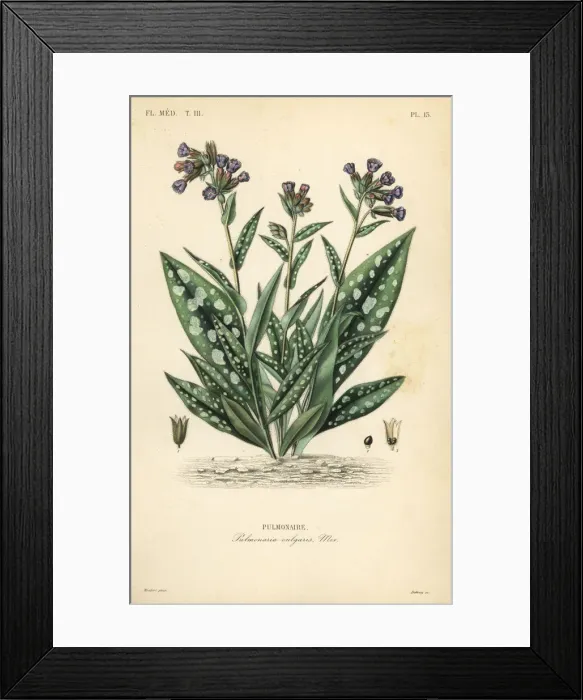 Framed Print : Lungwort, Pulmonaria officinalis Framed Print : Lungwort, Pulmonaria officinalis