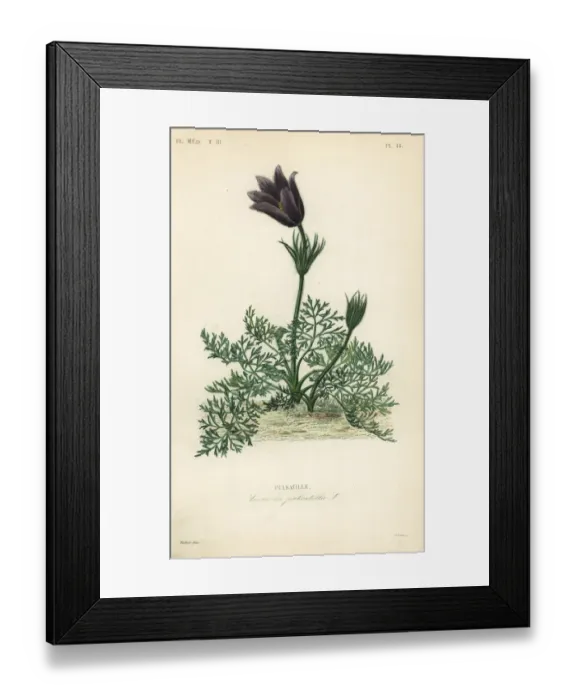Framed Print : Pasqueflower or Danes blood, Anemone Framed Print : Pasqueflower or Danes blood, Anemone