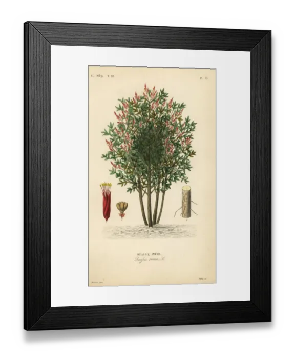 Framed Print : Amargo, bitter-ash, bitter-wood or hombre Framed Print : Amargo, bitter-ash, bitter-wood or hombre