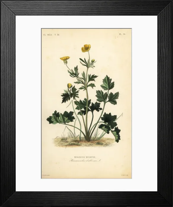 Framed Print : St. Anthonys turnip or bulbous buttercup Framed Print : St. Anthonys turnip or bulbous buttercup