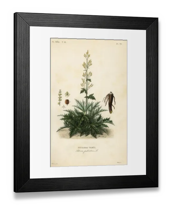 Framed Print : Chinese rhubarb or rhubarb root, Rheum palmatum Framed Print : Chinese rhubarb or rhubarb root, Rheum palmatum