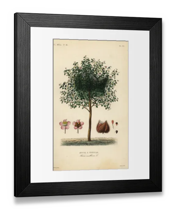 Framed Print : Achiote or lipstick tree, Bixa orellana Framed Print : Achiote or lipstick tree, Bixa orellana