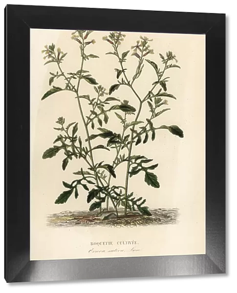 Rocket or arugula, Eruca vesicaria