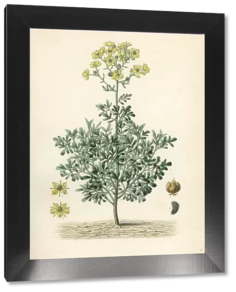 Common rue or herb of grace, Ruta graveolens