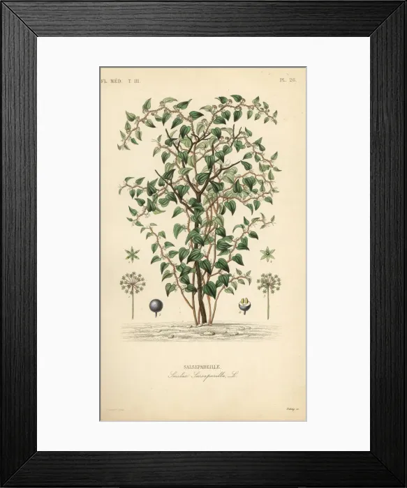Framed Print : Cat greenbriar or catbriar, Smilax glauca Framed Print : Cat greenbriar or catbriar, Smilax glauca
