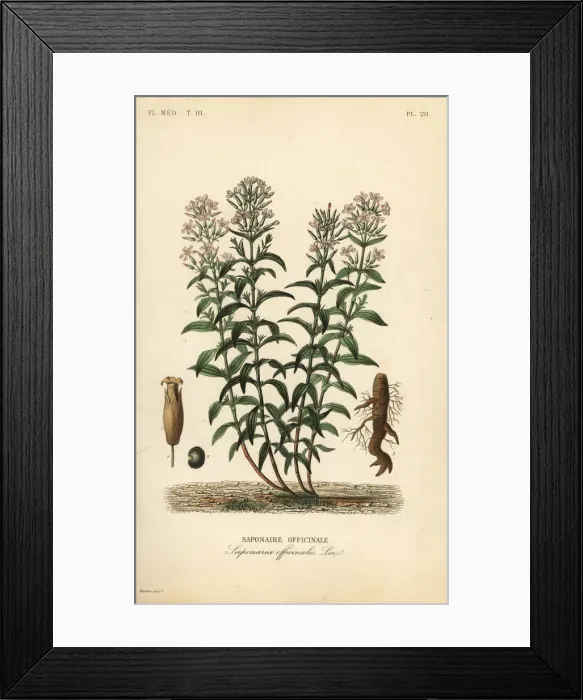 Framed Print : Soapwort or soapweed, Saponaria officinalis Framed Print : Soapwort or soapweed, Saponaria officinalis
