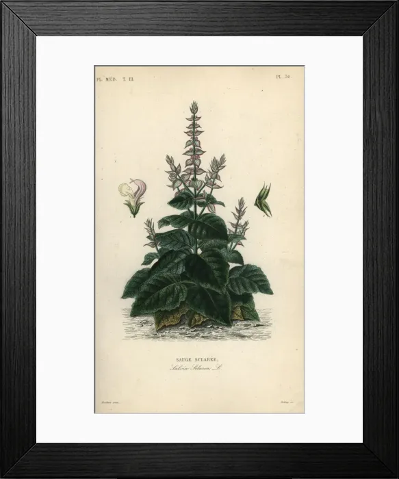 Framed Print : Clary sage, Salvia selarea Framed Print : Clary sage, Salvia selarea