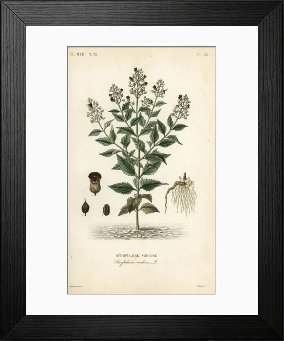 Framed Print : Woodland figwort, Scrophularia nodosa Framed Print : Woodland figwort, Scrophularia nodosa