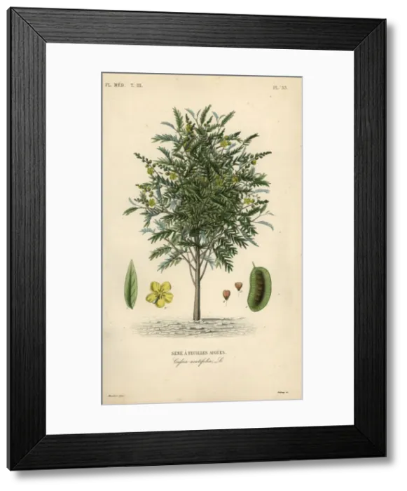 Framed Print : Alexandrian senna, Senna alexandrina Framed Print : Alexandrian senna, Senna alexandrina