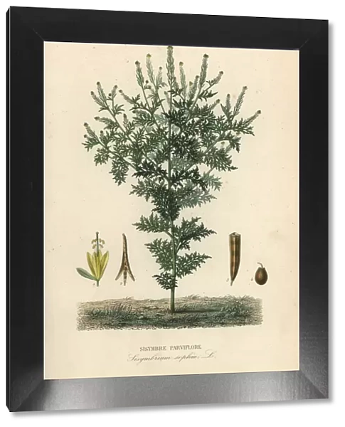 Flixweed, herb-Sophia or tansy mustard, Descurainia sophia