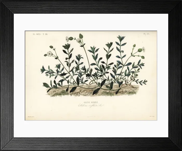 Framed Print : Bladder campion, Silene vulgaris Framed Print : Bladder campion, Silene vulgaris