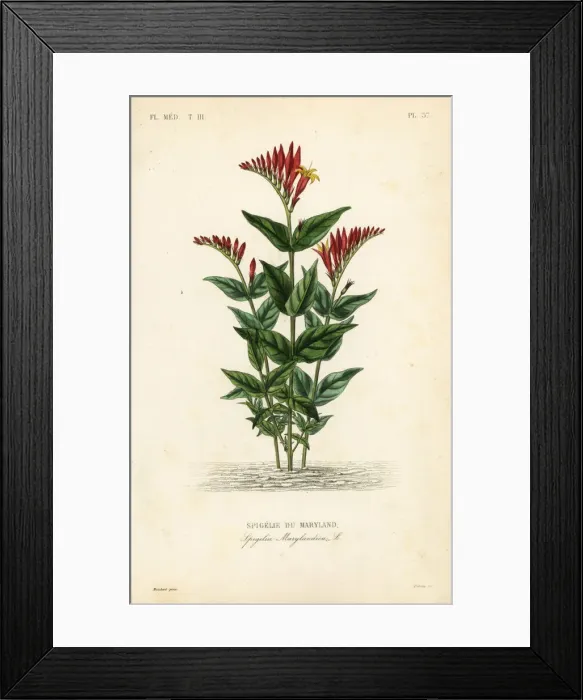 Framed Print : Indian pink or woodland pinkroot, Spigelia marilandica Framed Print : Indian pink or woodland pinkroot, Spigelia marilandica
