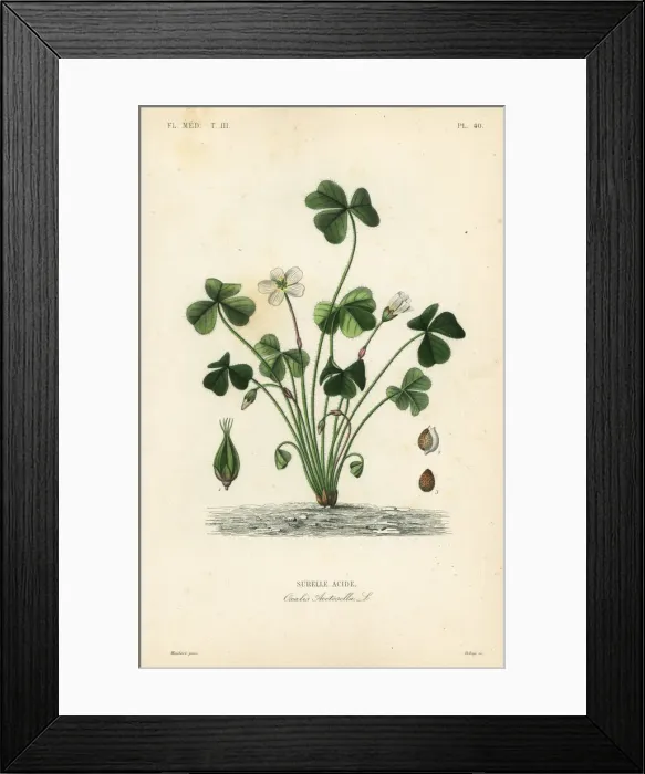 Framed Print : Wood sorrel, Oxalis acetosella Framed Print : Wood sorrel, Oxalis acetosella