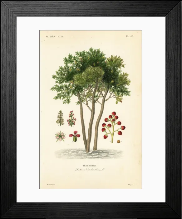 Framed Print : Terebinth or turpentine tree, Pistacia terebinthus Framed Print : Terebinth or turpentine tree, Pistacia terebinthus
