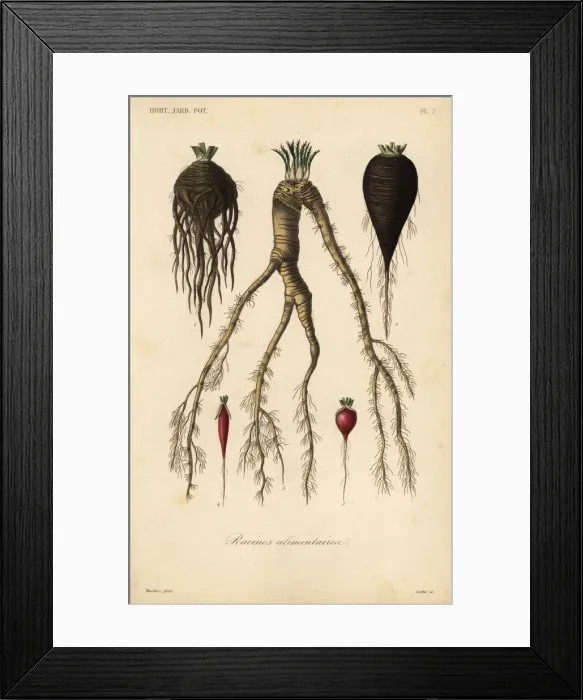 Framed Print : Root vegetables, racines alimentaires Framed Print : Root vegetables, racines alimentaires