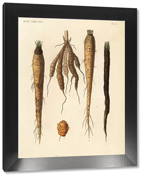 Root vegetables, racines et tubercule alimentaires