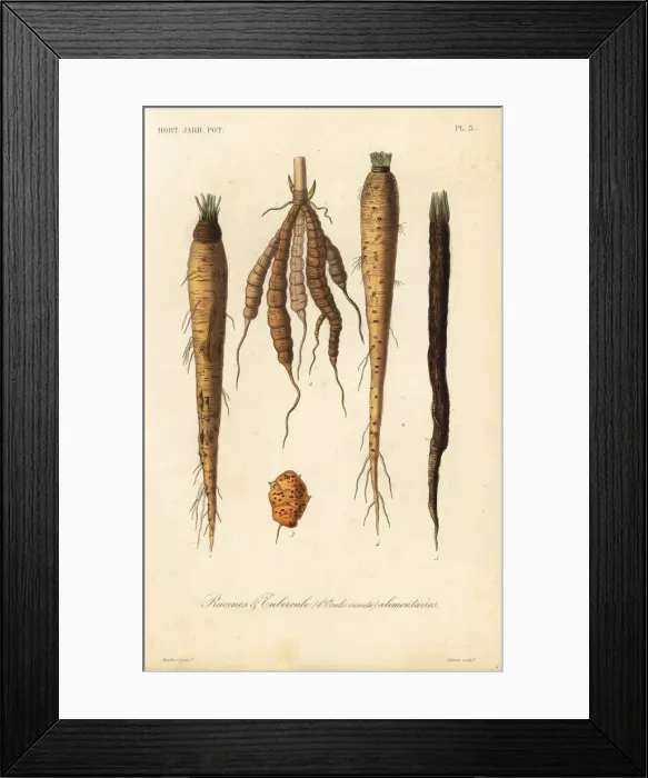 Framed Print : Root vegetables, racines et tubercule alimentaires Framed Print : Root vegetables, racines et tubercule alimentaires