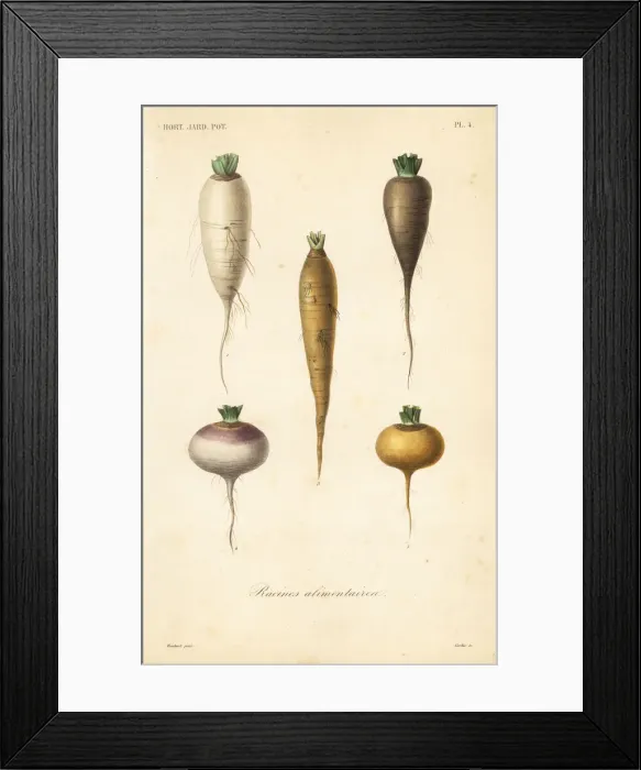 Framed Print : Root vegetables, racines alimentaires Framed Print : Root vegetables, racines alimentaires