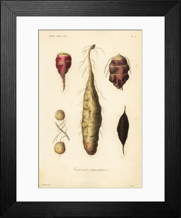 Framed Print : Edible tubers, Tubercules alimentaires Framed Print : Edible tubers, Tubercules alimentaires