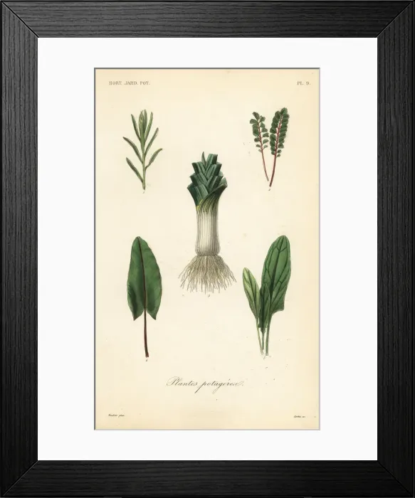 Framed Print : Vegetables, Plantes potageres Framed Print : Vegetables, Plantes potageres