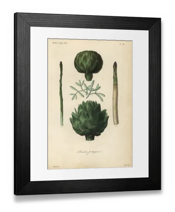 Framed Print : Vegetables, Plantes potageres Framed Print : Vegetables, Plantes potageres