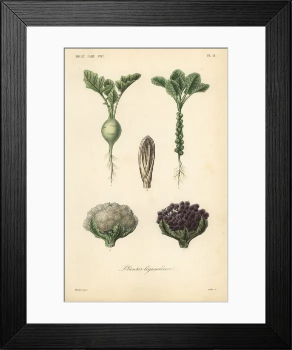 Framed Print : Vegetables, Plantes legumieres Framed Print : Vegetables, Plantes legumieres