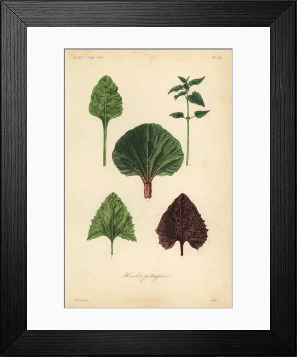 Framed Print : Leaf vegetables Framed Print : Leaf vegetables