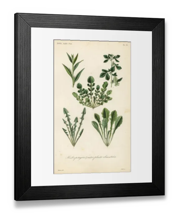 Framed Print : Leaf vegetables Framed Print : Leaf vegetables