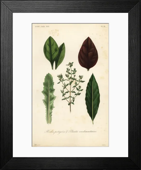 Framed Print : Leaf vegetables and herbs Framed Print : Leaf vegetables and herbs