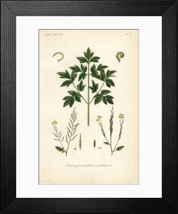 Framed Print : Salad leaf vegetables, plants pour salads et condiments Framed Print : Salad leaf vegetables, plants pour salads et condiments