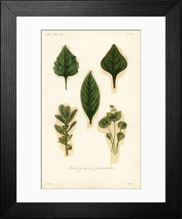 Framed Print : Vegetable and salad leaves, herbes potageres et pour salades Framed Print : Vegetable and salad leaves, herbes potageres et pour salades