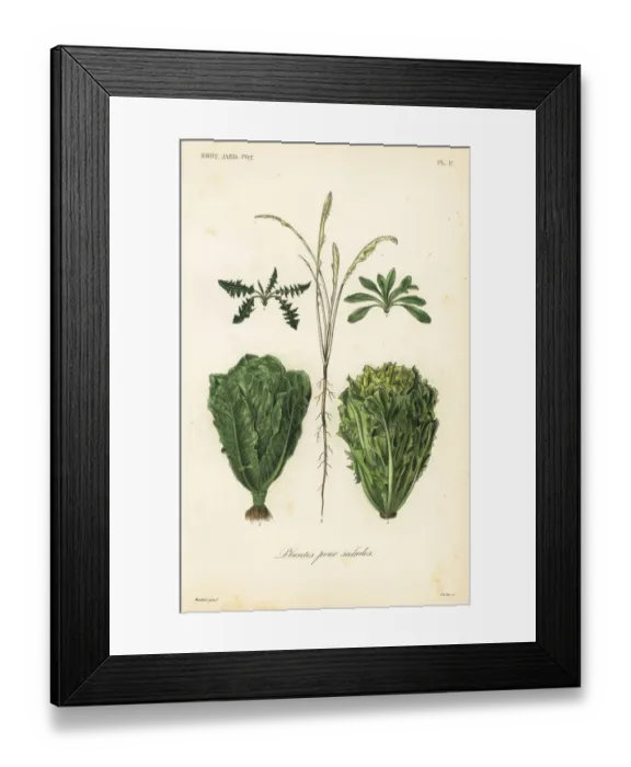 Framed Print : Salad plants, plantes pour salades Framed Print : Salad plants, plantes pour salades