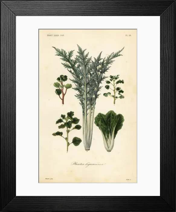 Framed Print : Vegetables, plantes legumieres Framed Print : Vegetables, plantes legumieres