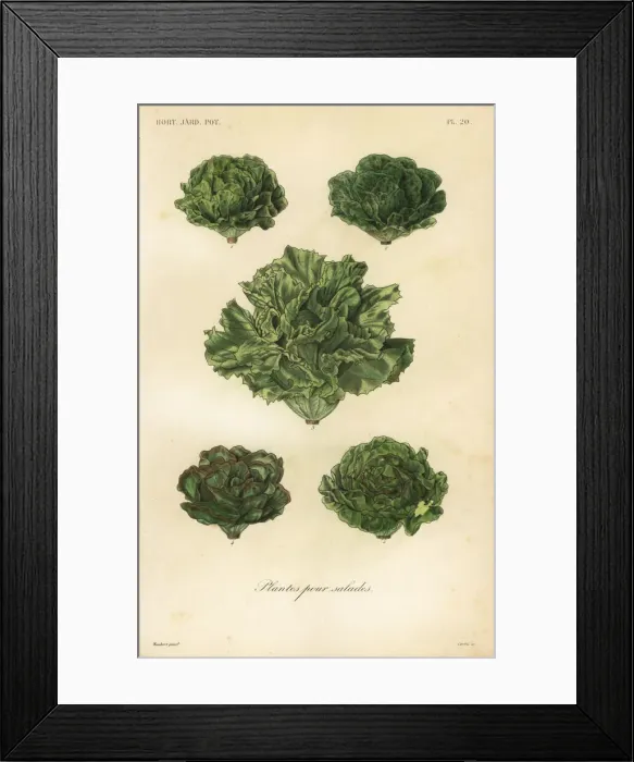 Framed Print : Salad vegetables, plantes pour salades