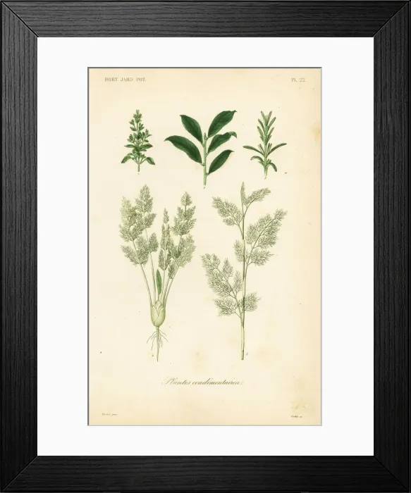 Framed Print : Herbs, plantes condimentaires Framed Print : Herbs, plantes condimentaires