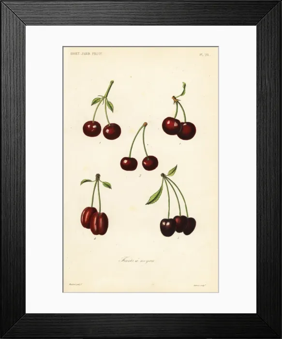 Framed Print : Fruits, Fruits a noyau Framed Print : Fruits, Fruits a noyau