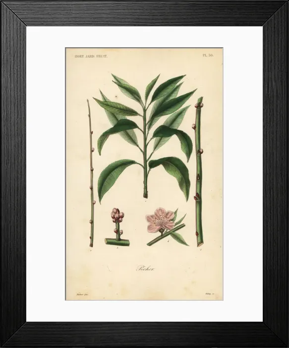 Framed Print : Peach tree, taille du pecher