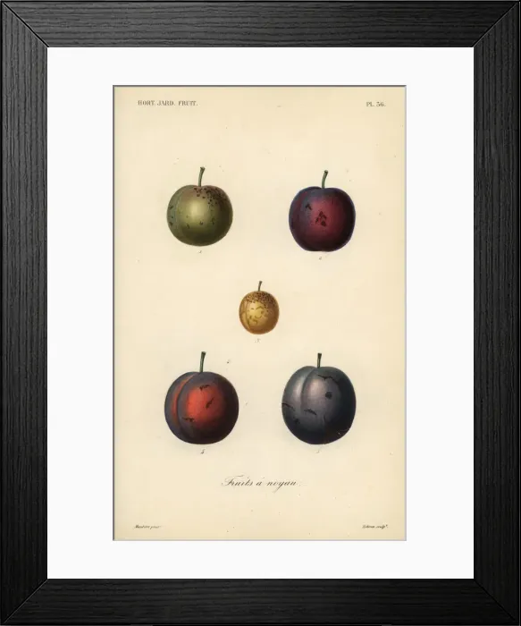 Framed Print : Plums and prunes, Prunus domestica Framed Print : Plums and prunes, Prunus domestica