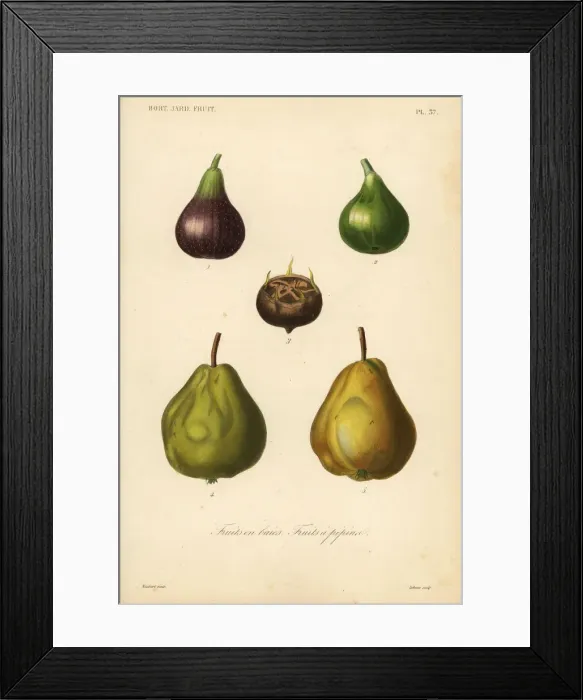 Framed Print : Fig, medlar and quince Framed Print : Fig, medlar and quince