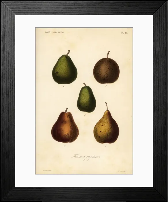 Framed Print : Pear varieties, Pyrus communis Framed Print : Pear varieties, Pyrus communis