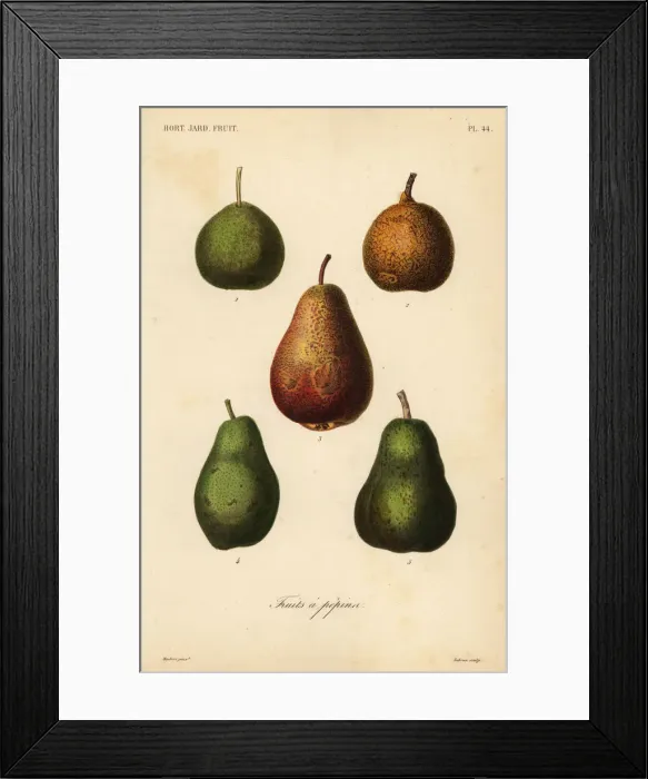 Framed Print : Pear varieties, Pyrus communis Framed Print : Pear varieties, Pyrus communis