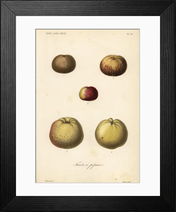 Framed Print : Apple varieties, Malus pumila Framed Print : Apple varieties, Malus pumila