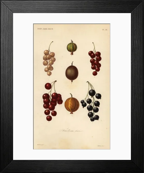 Framed Print : Currants and berries, fruits en baies Framed Print : Currants and berries, fruits en baies