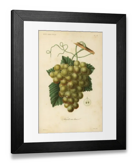 Framed Print : Grapes, Vitis vinifera Framed Print : Grapes, Vitis vinifera