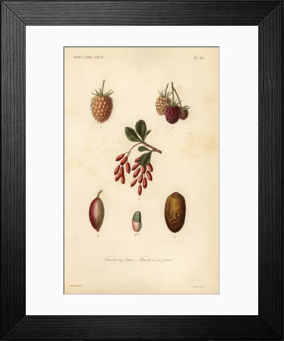 Framed Print : Fruits, nuts and berries, fruits en baies, fruits a noyau Framed Print : Fruits, nuts and berries, fruits en baies, fruits a noyau