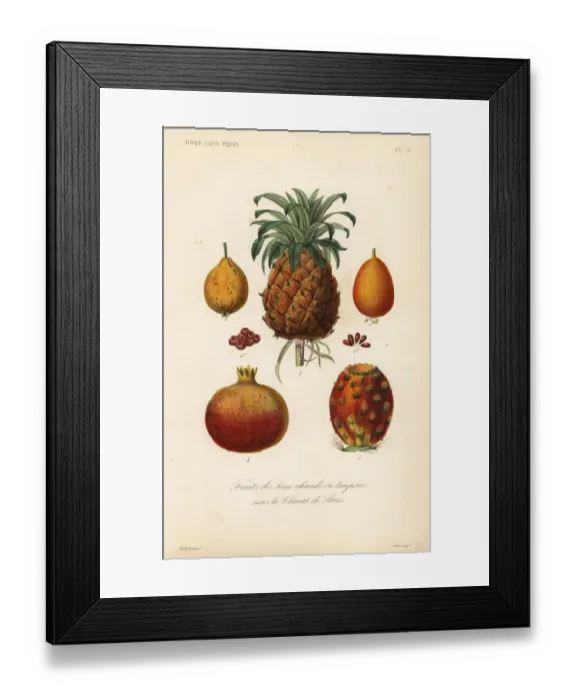Framed Print : Tropical fruits, fruits de serre chaude ou temperee Framed Print : Tropical fruits, fruits de serre chaude ou temperee