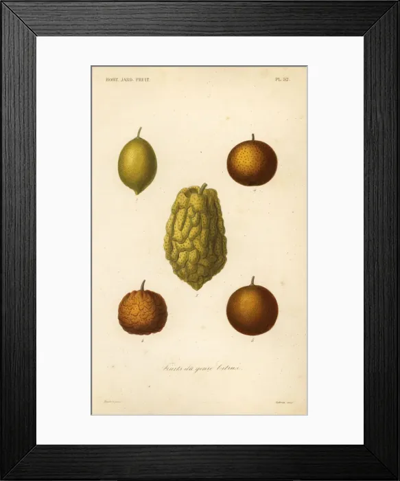 Framed Print : Citrus fruits, fruits du genre citrus Framed Print : Citrus fruits, fruits du genre citrus