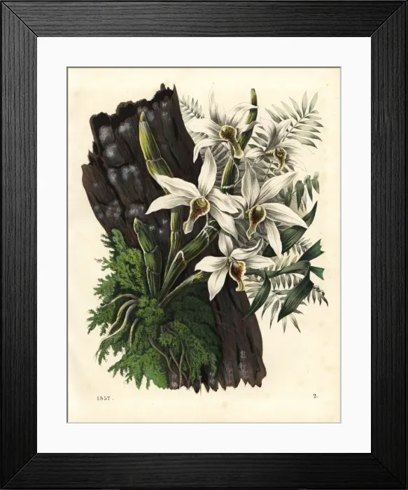 Framed Print : Different fruit orchid, Dendrobium heterocarpum Framed Print : Different fruit orchid, Dendrobium heterocarpum