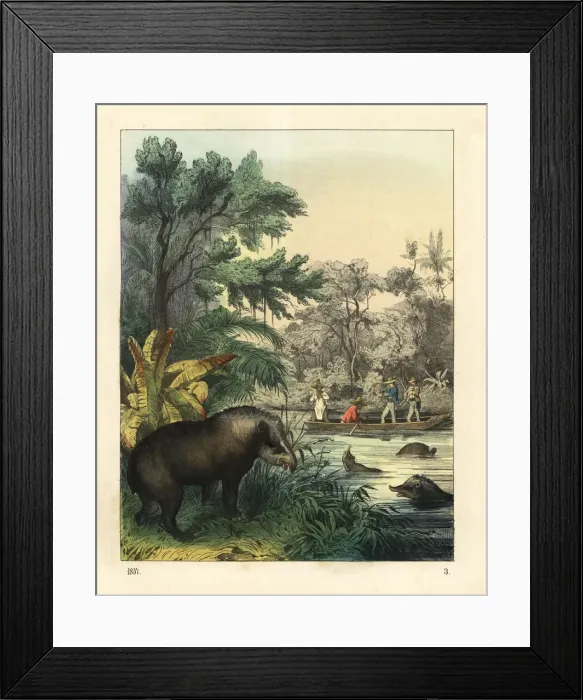 Framed Print : Hunting for tapirs, Tapirus terrestris (endangered)